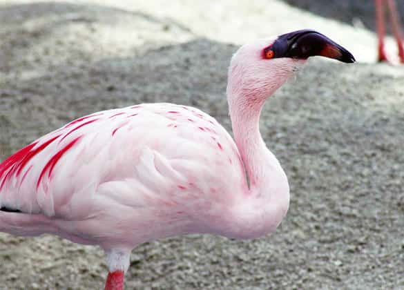 動物図鑑・コフラミンゴ